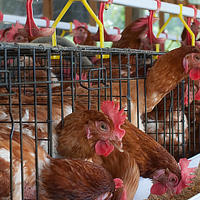 Автоматизация птицеводства