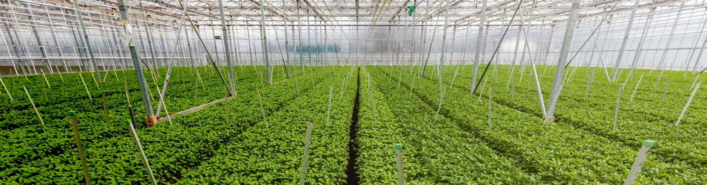 Автоматизация теплиц, цветочных хозяйств и оранжерей