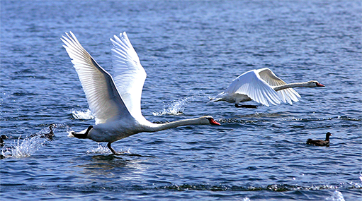 Что несут промышленные стоки? Буй знает